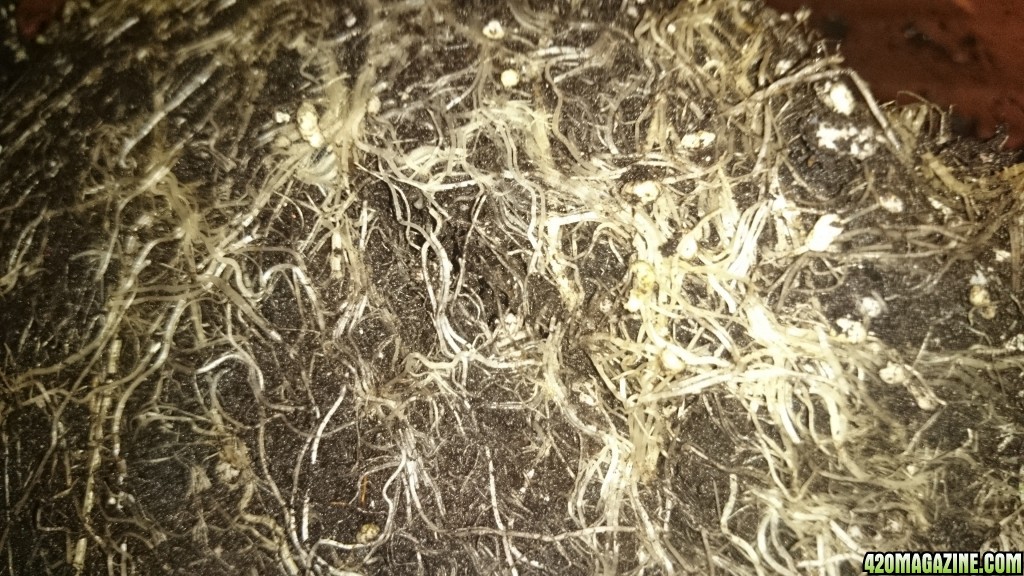 auto haze roots