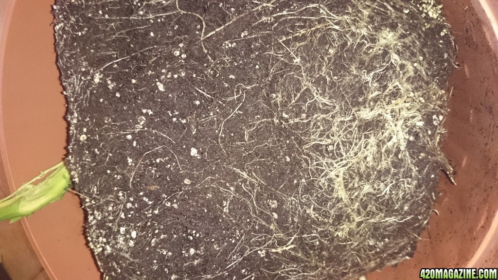 auto haze roots