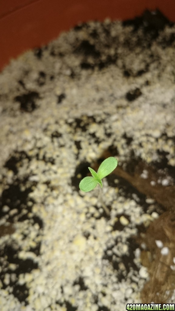 auto haze sprout