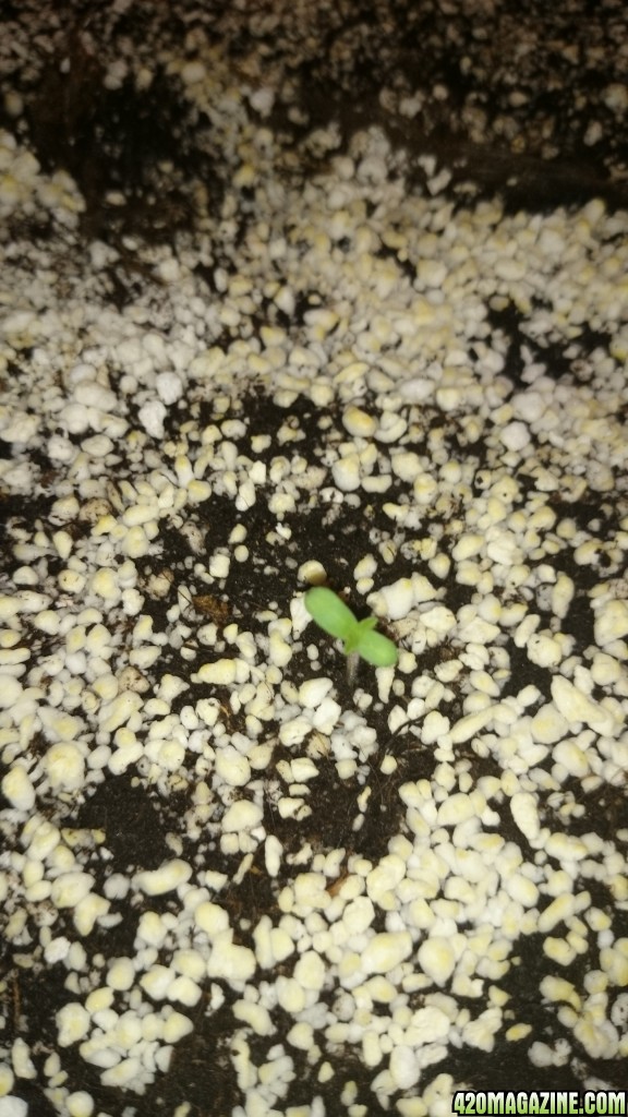 auto haze sprout