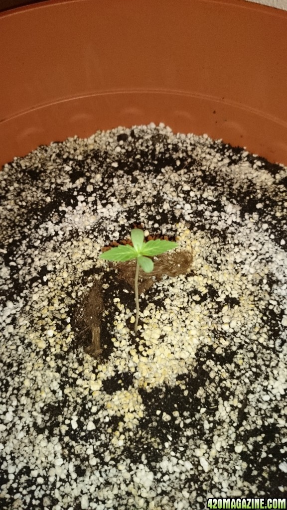 auto haze sprout