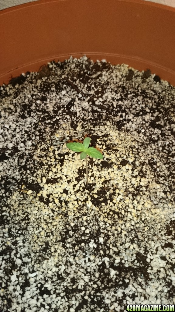 auto haze sprout