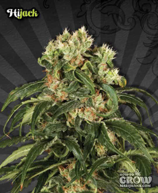 Auto-Hijack-Feminized-Seeds.jpg