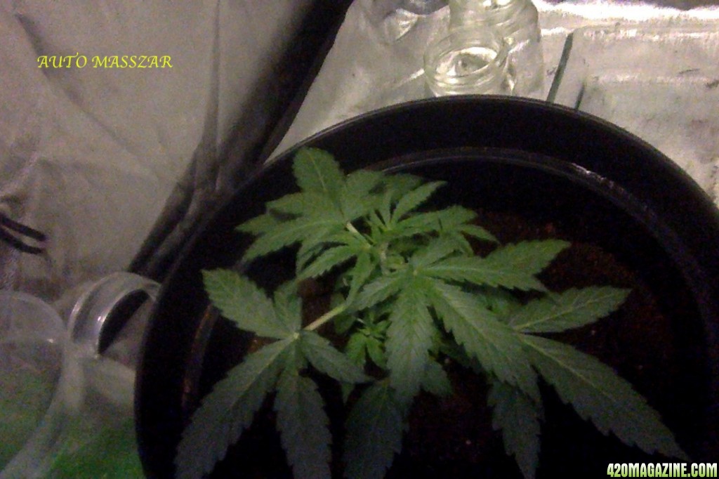 Auto Masszar 3weeks old