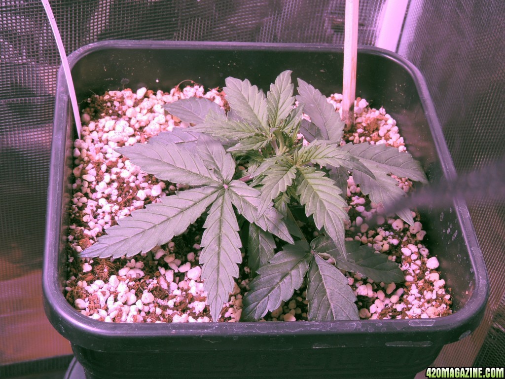 Auto Mazar Day 23 Post Topping A