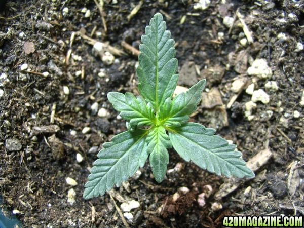 auto mutation. to be used for new auto strain.