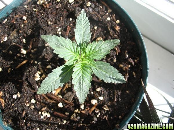 auto mutation. to be used for new auto strain.