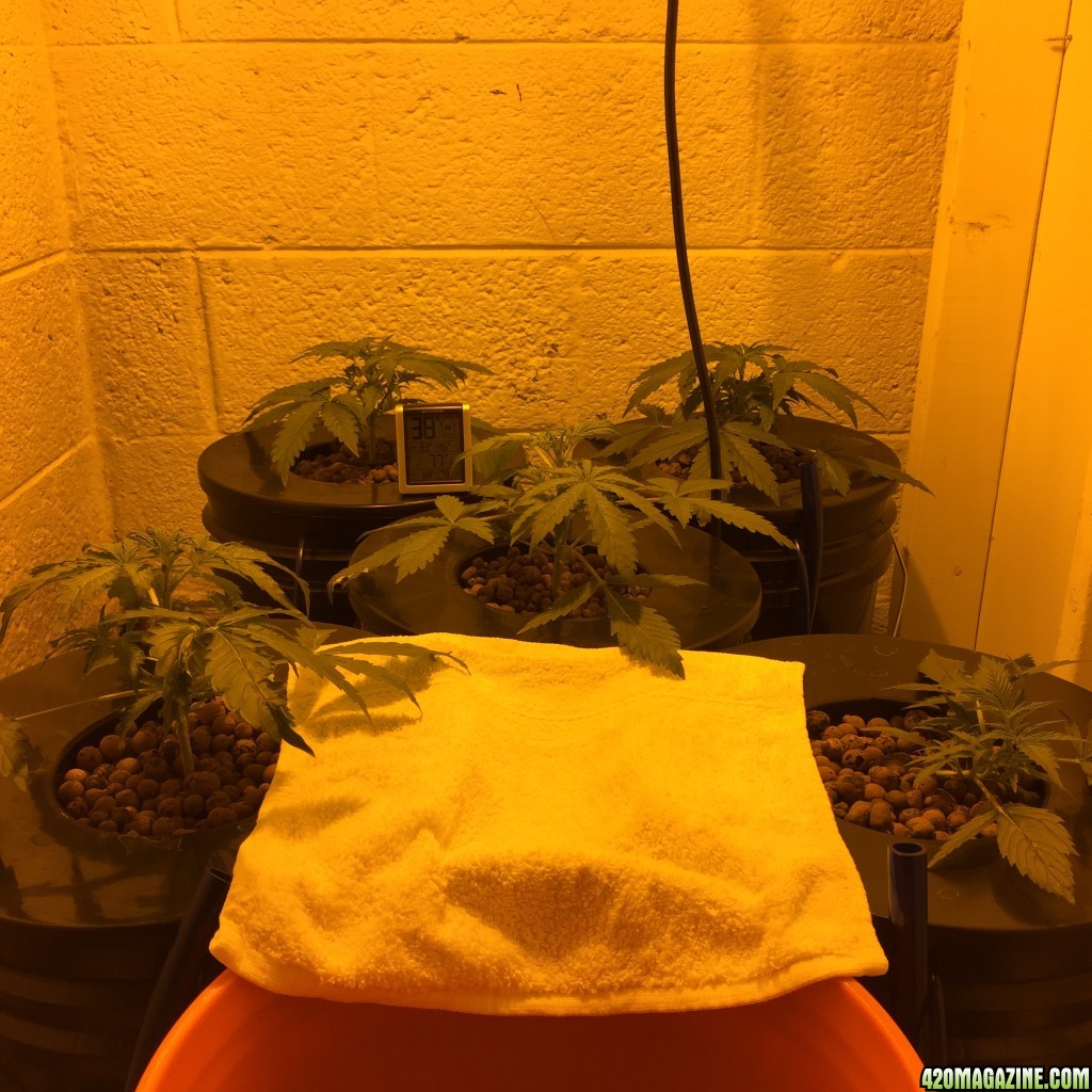 Auto Narcotherapy under 600W in DWC - day 20