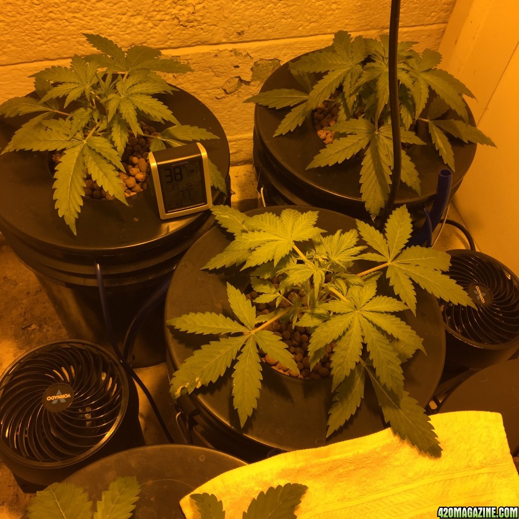 Auto Narcotherapy under 600W in DWC - day 20