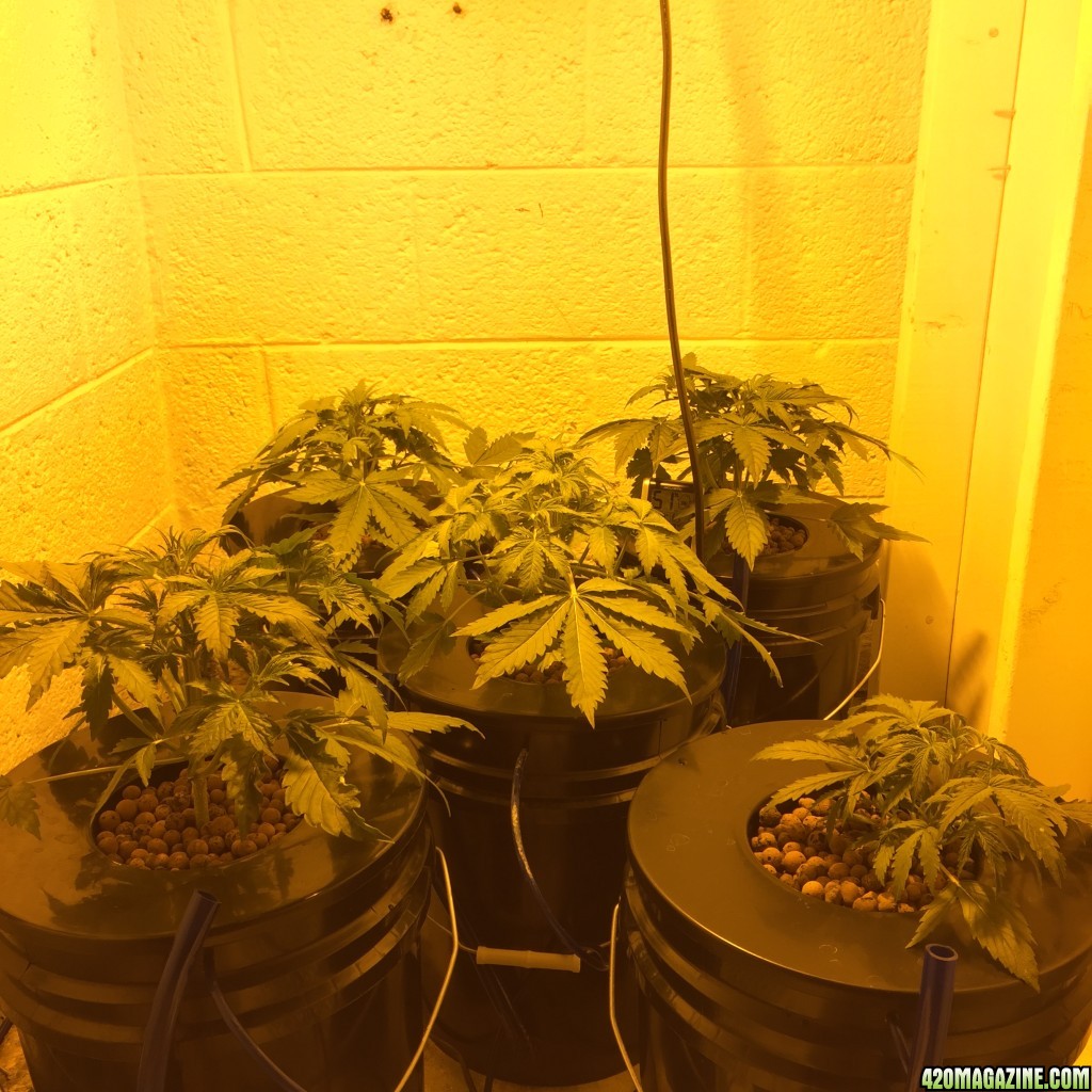 Auto Narcotherapy under 600W in DWC Day 22 1st Nute Change