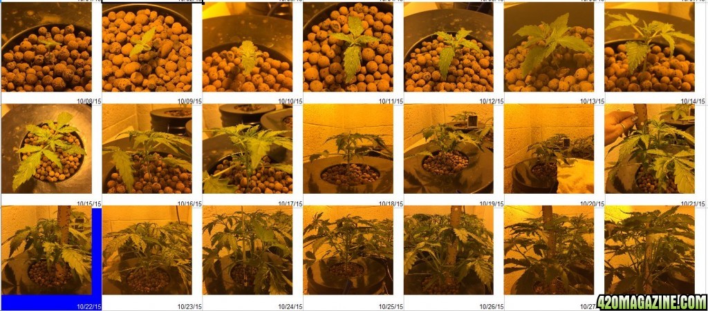 Auto Narcotherapy under 600W in DWC