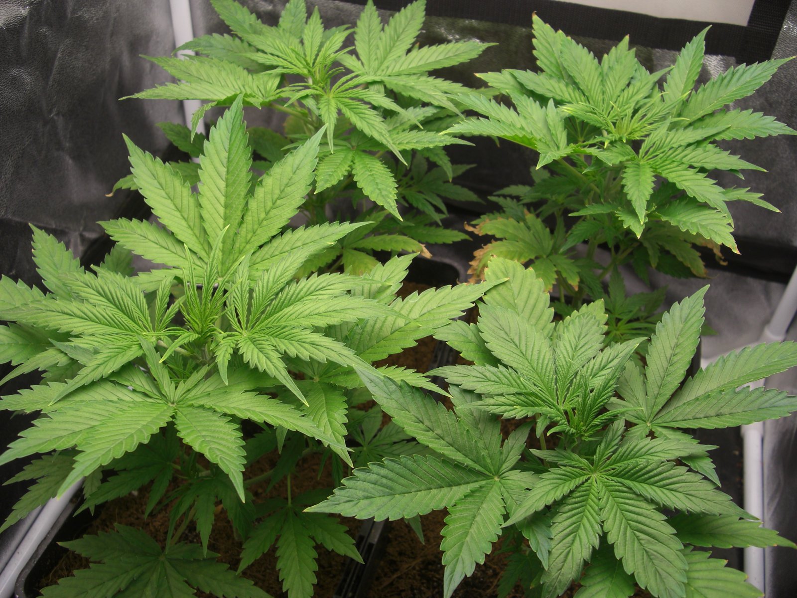 auto-norther-lights-coco-4weeks.JPG