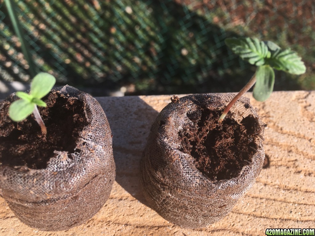 Auto Purple Haze Seedlings