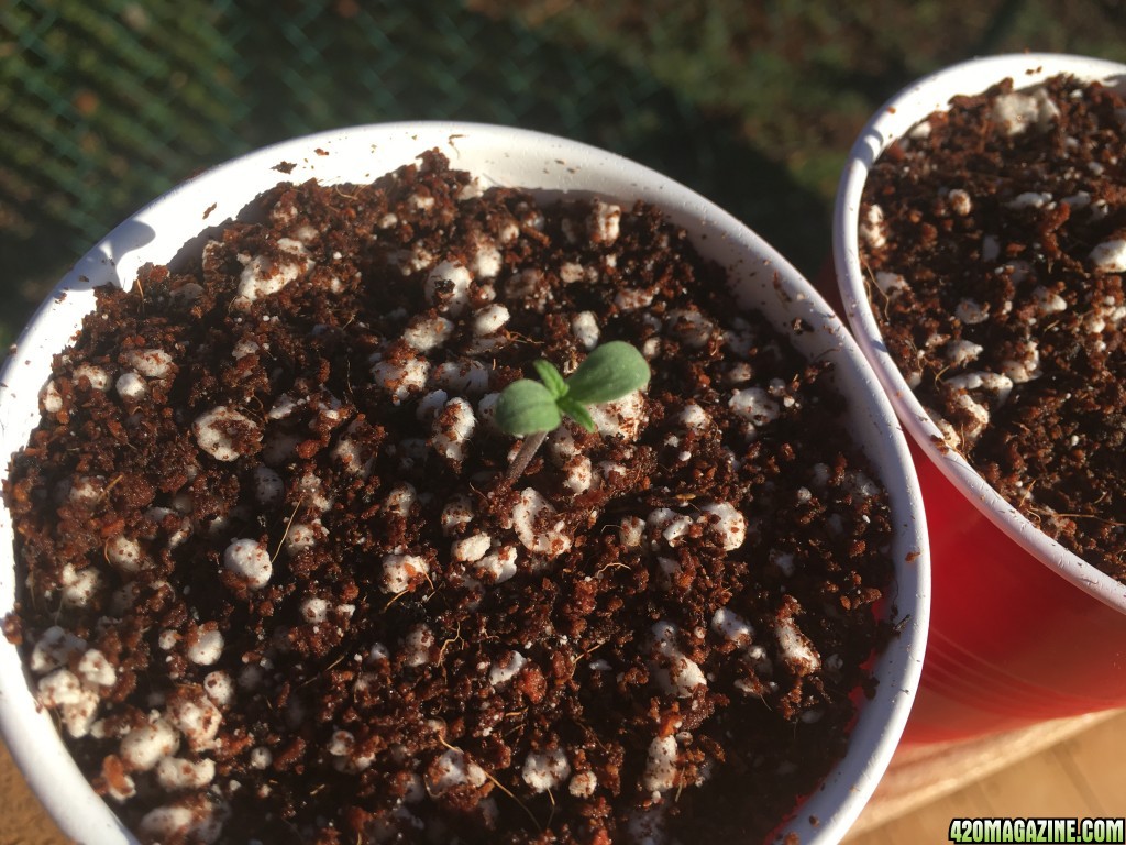 Auto Purple Haze Seedlings