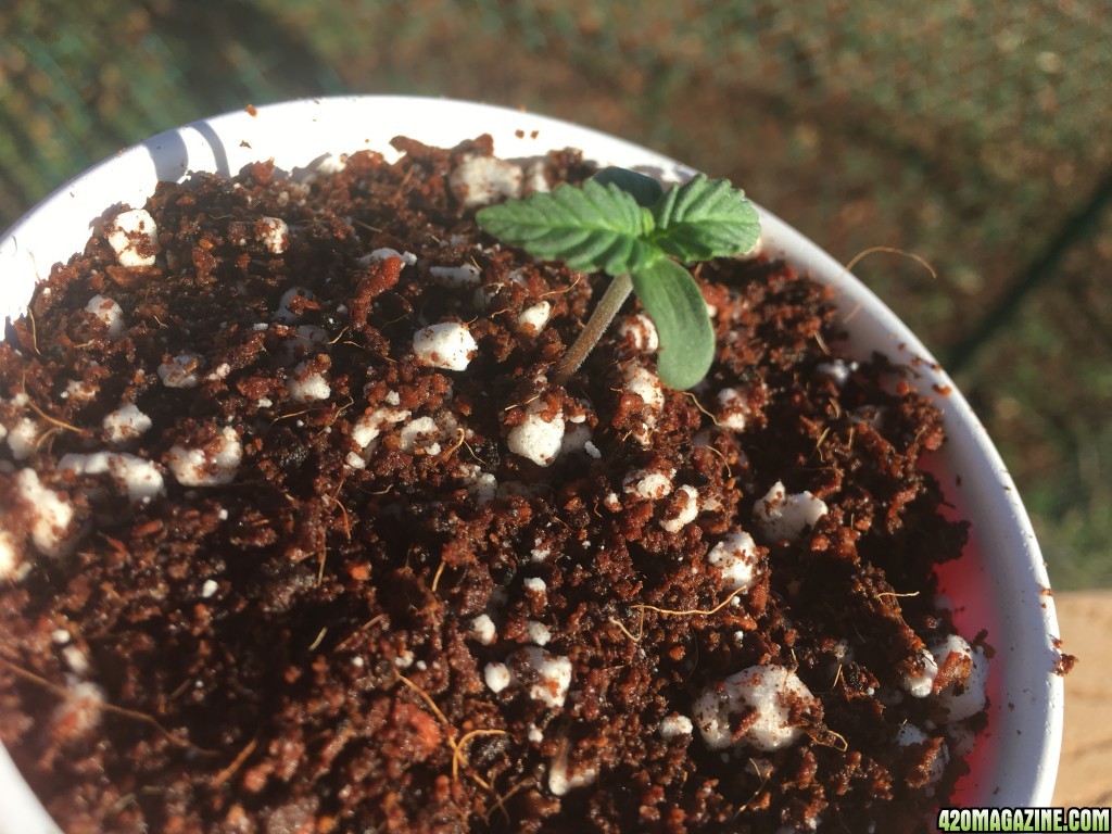 Auto Purple Haze Seedlings