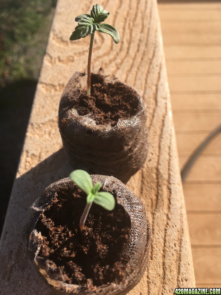 Auto Purple Haze Seedlings