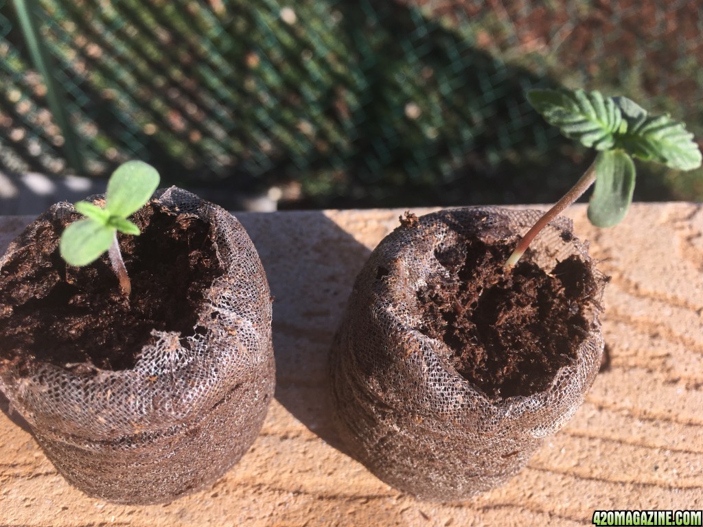 Auto Purple Haze Seedlings