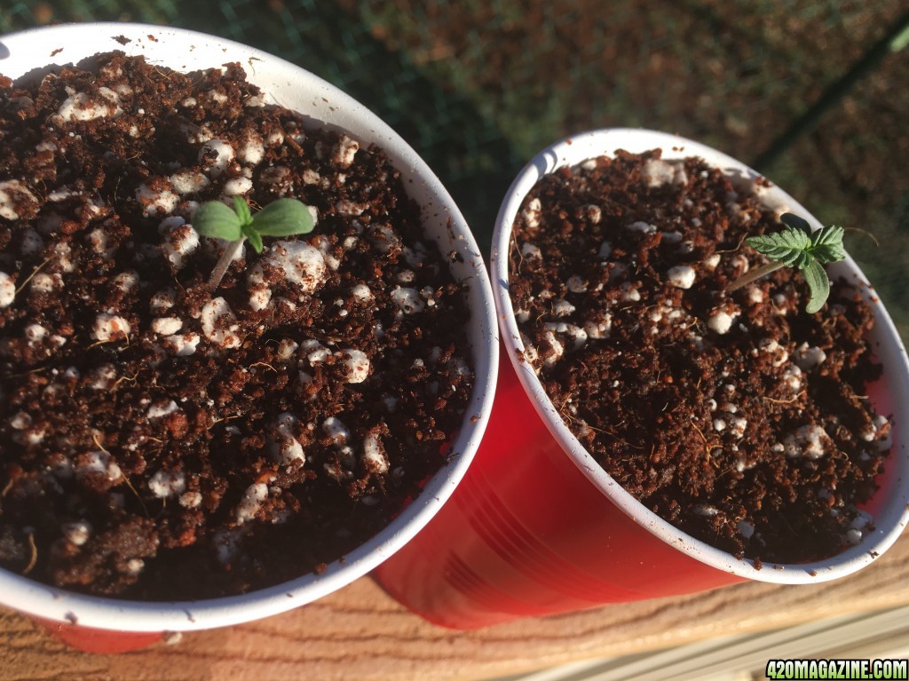 Auto Purple Haze Seedlings