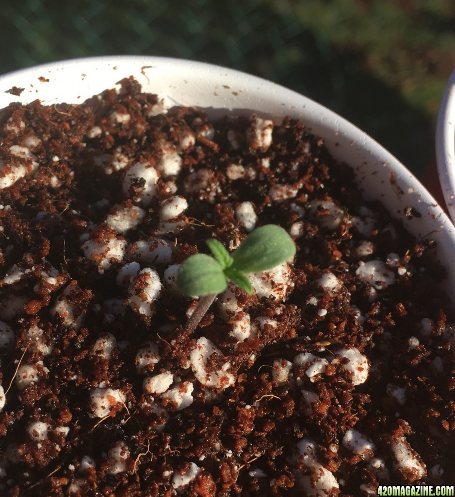 Auto Purple Haze Seedlings