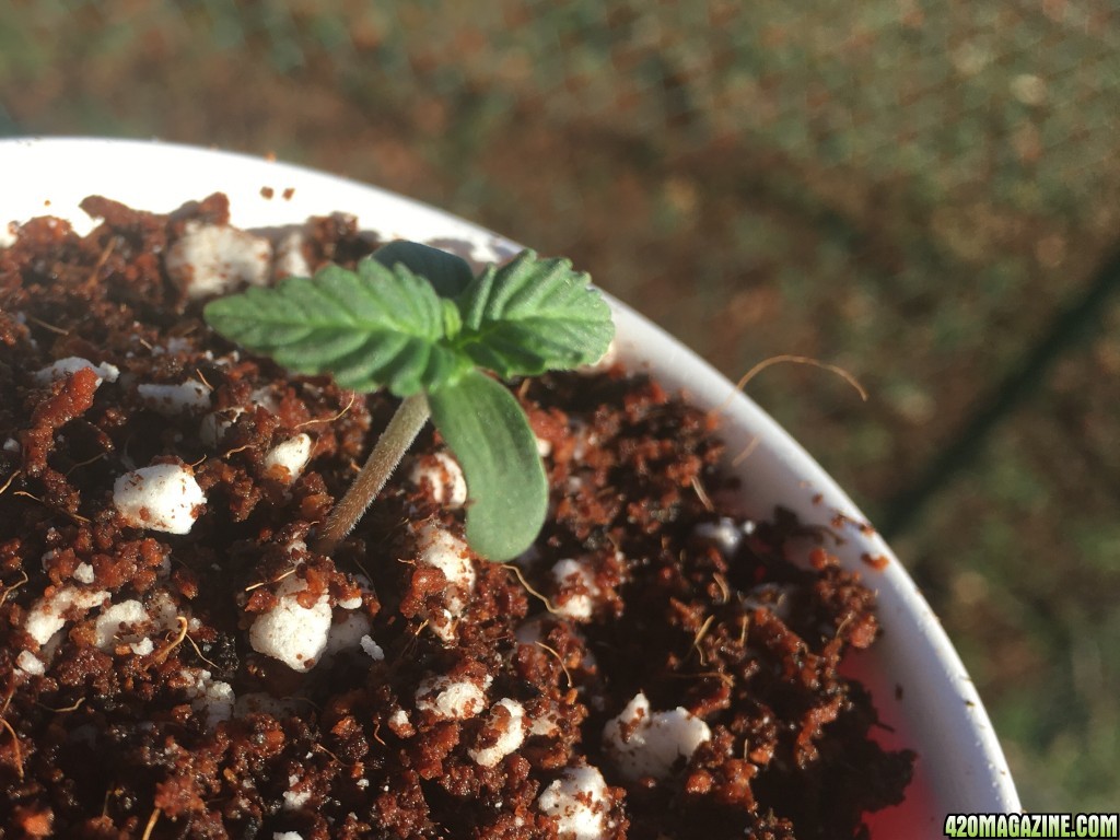 Auto Purple Haze Seedlings