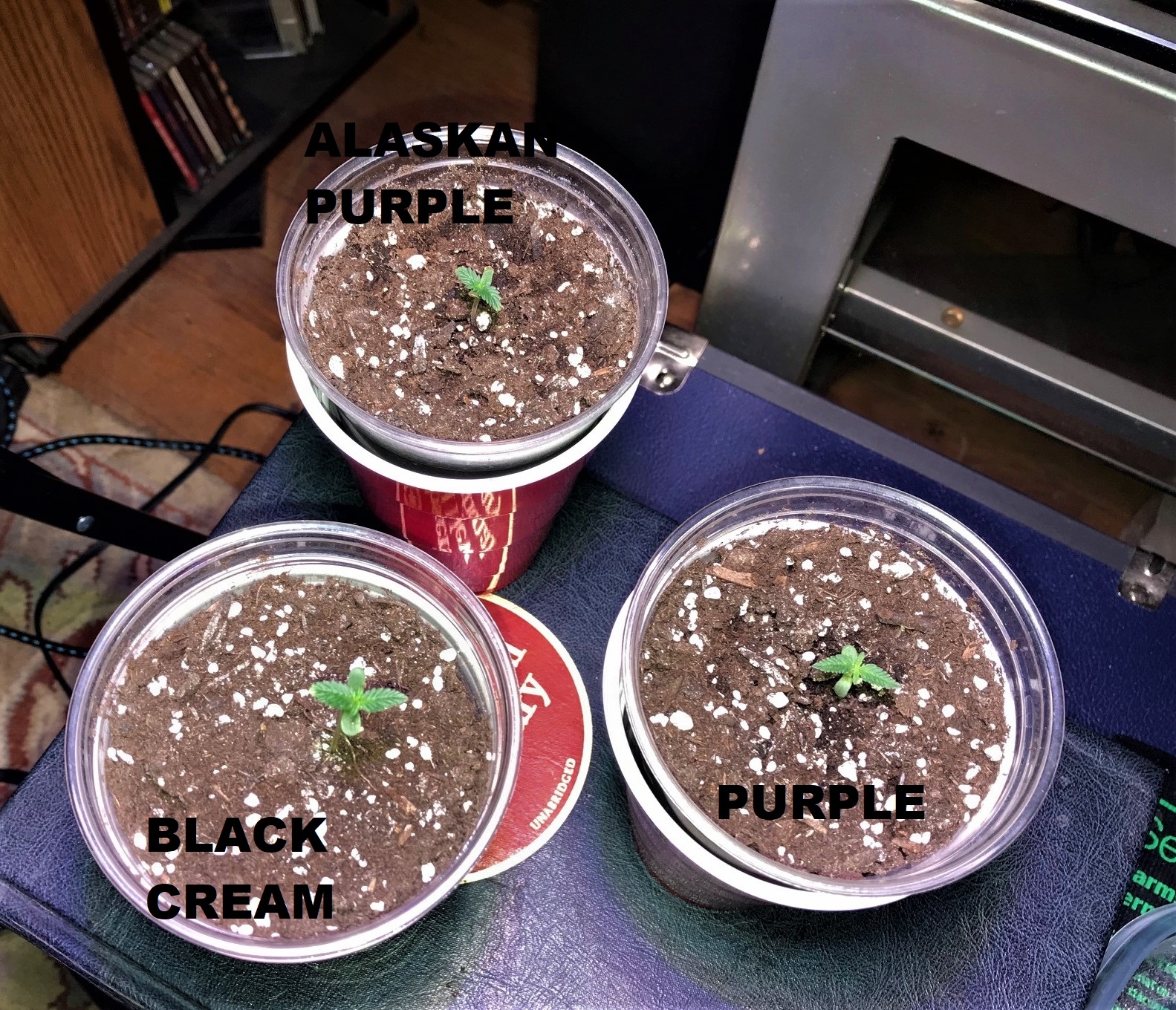 Auto Seedling 11-13-21 D4 LABELS.jpg