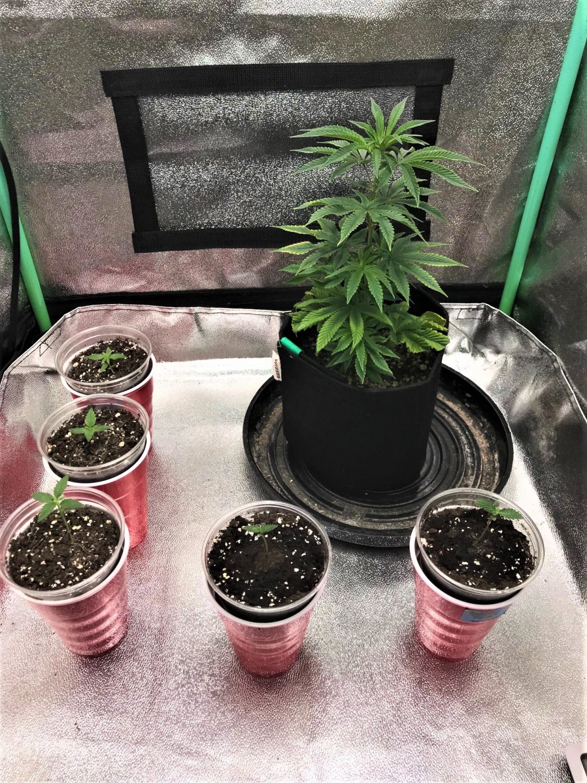 Auto seedlings 11-20-21 puck move.jpg