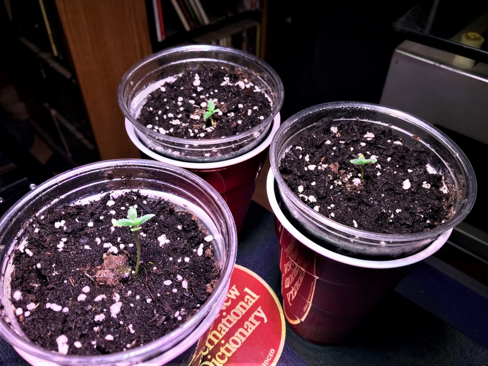 Auto seedlings Day3.jpg