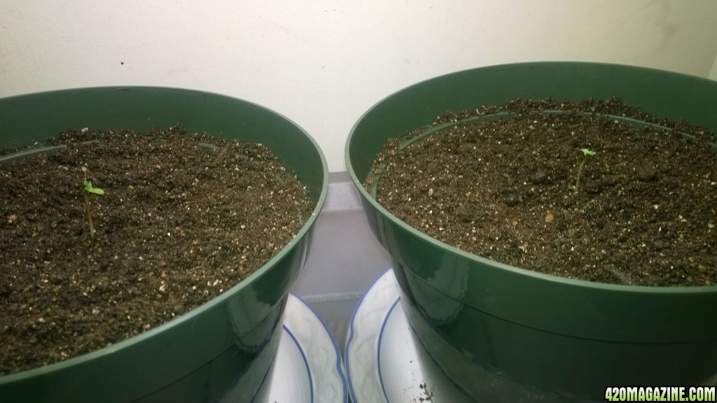 Auto Seedlings