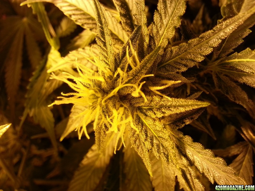 Auto Seeds Candy Kush