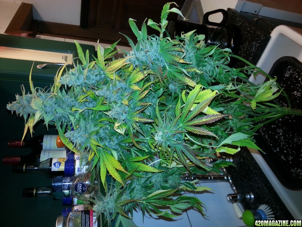 Auto Seeds Candy Kush