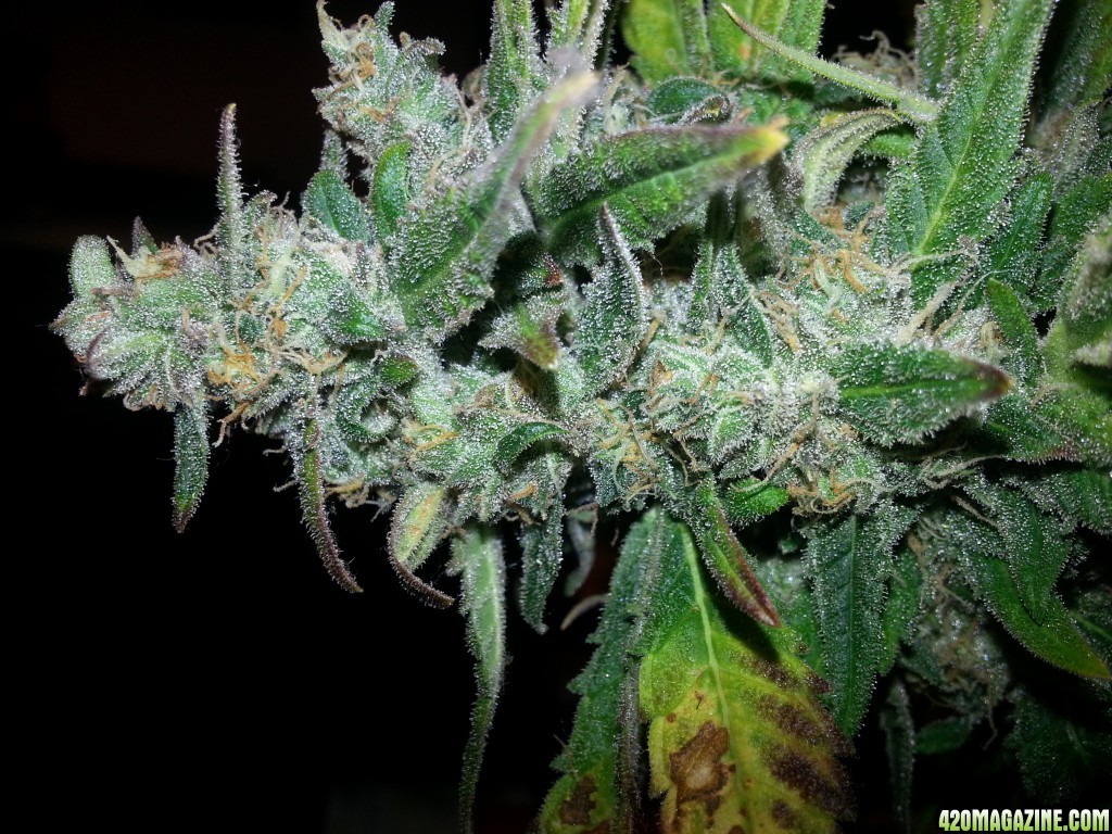 Auto Seeds Candy Kush