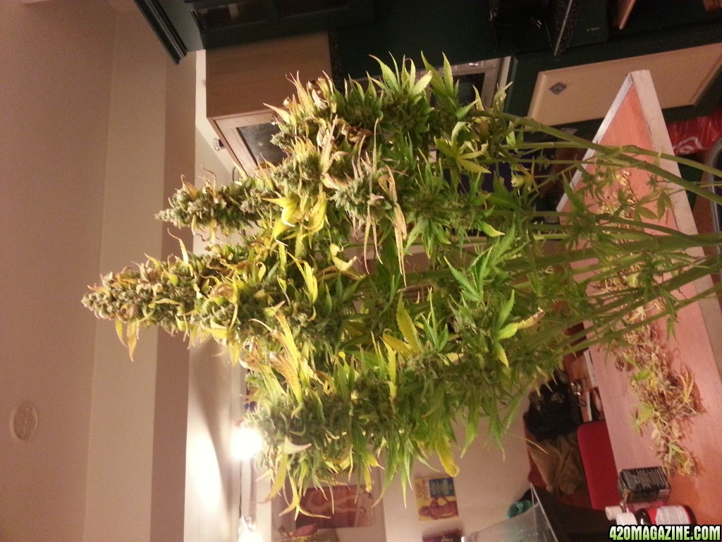 Auto Seeds Candy Kush