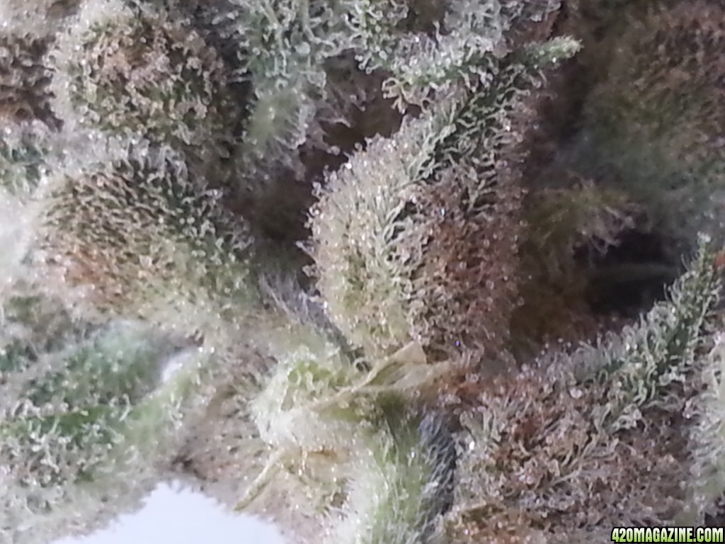 Auto Seeds Candy Kush