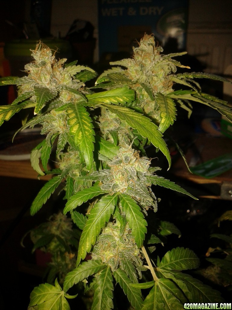 auto skunk