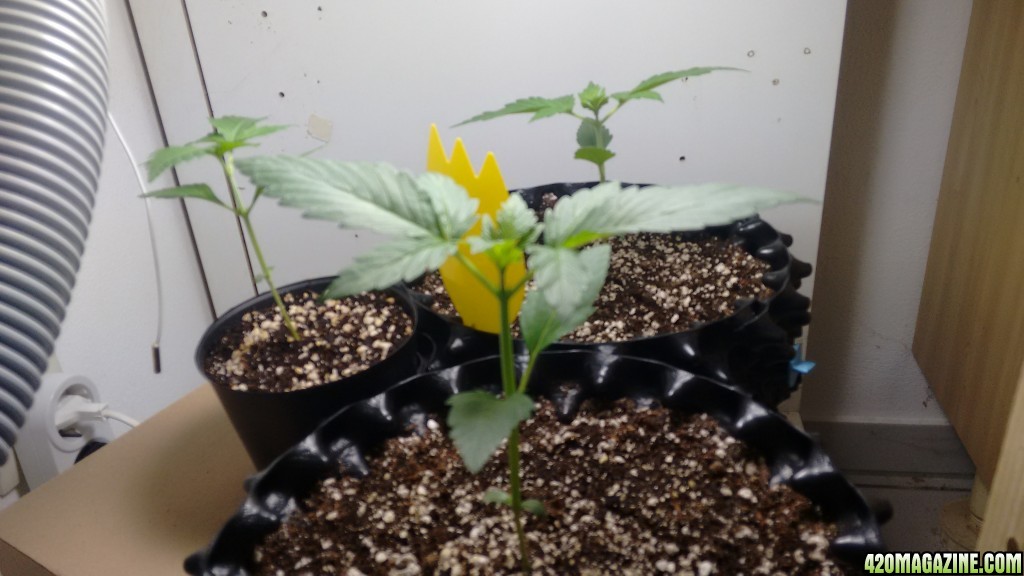 Auto Sour Diesel Vegi Day 15 (Dinafem)