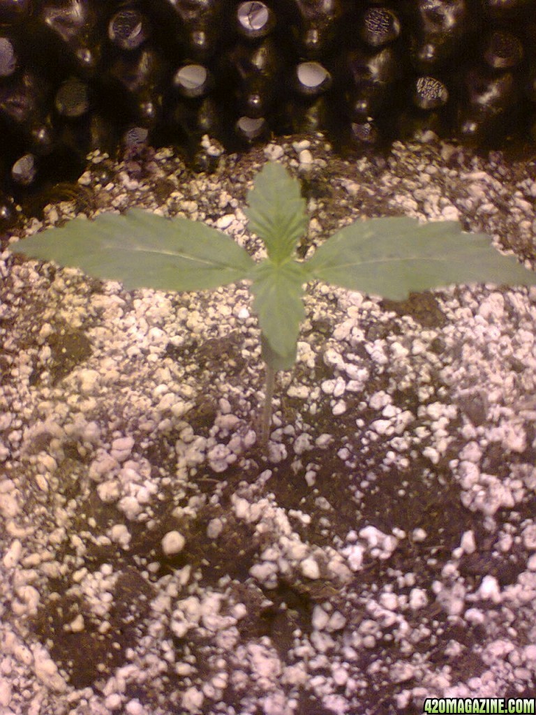 Auto Sweet Skunk - Day 8