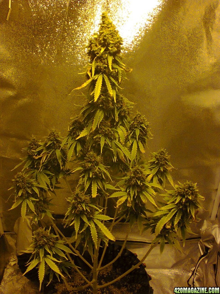 Auto Sweet Skunk - Day 94