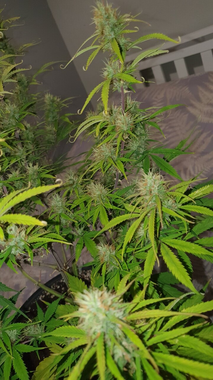 Auto White Widow