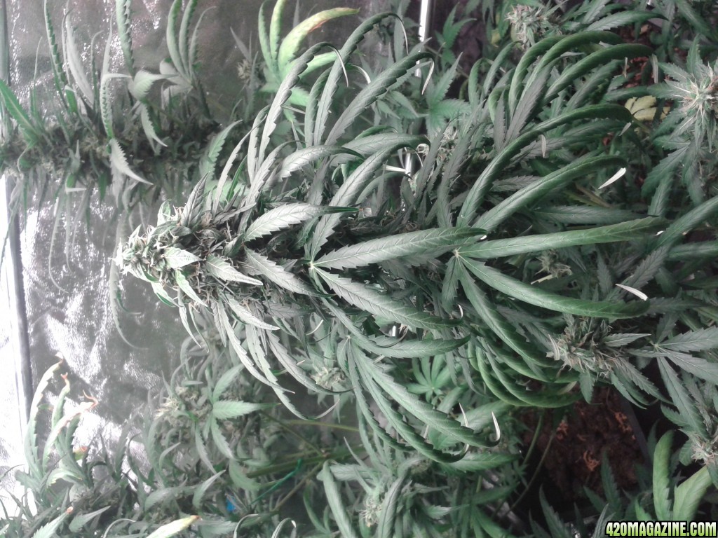 ...auto9wk