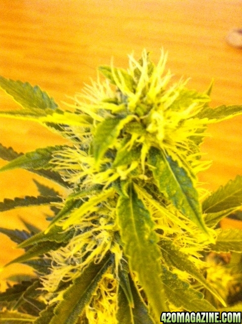 auto_buds