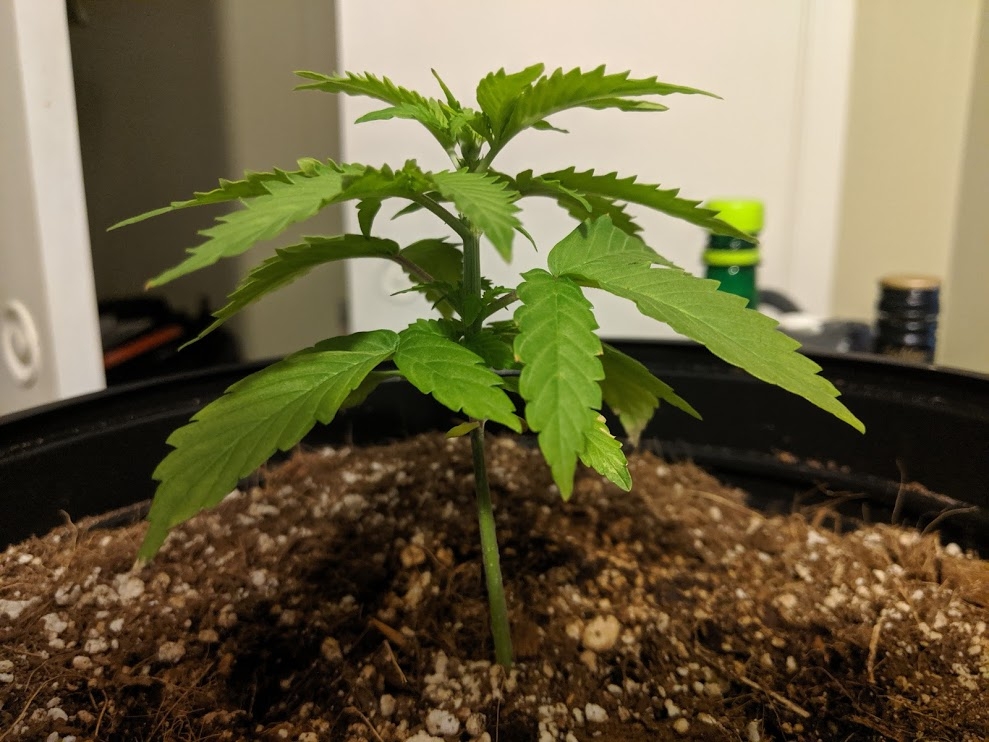 Auto_Lemon_Skunk_No2_pre_strip.jpg