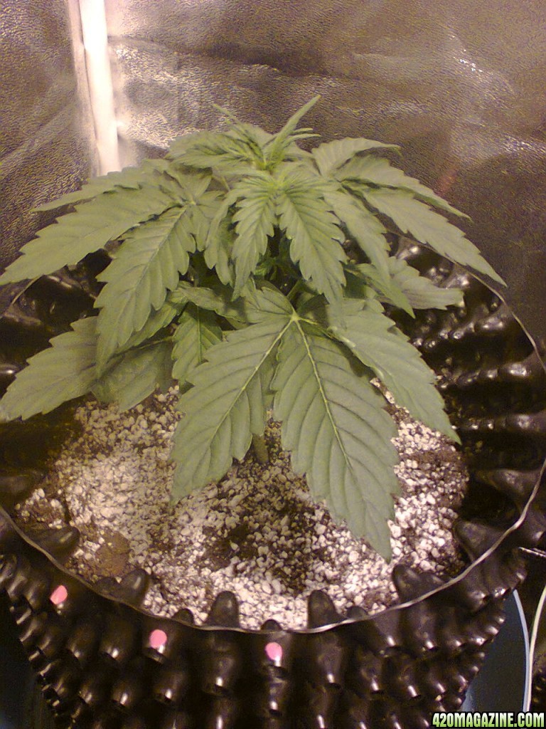 Auto_Sweet_Skunk_-_Day_23