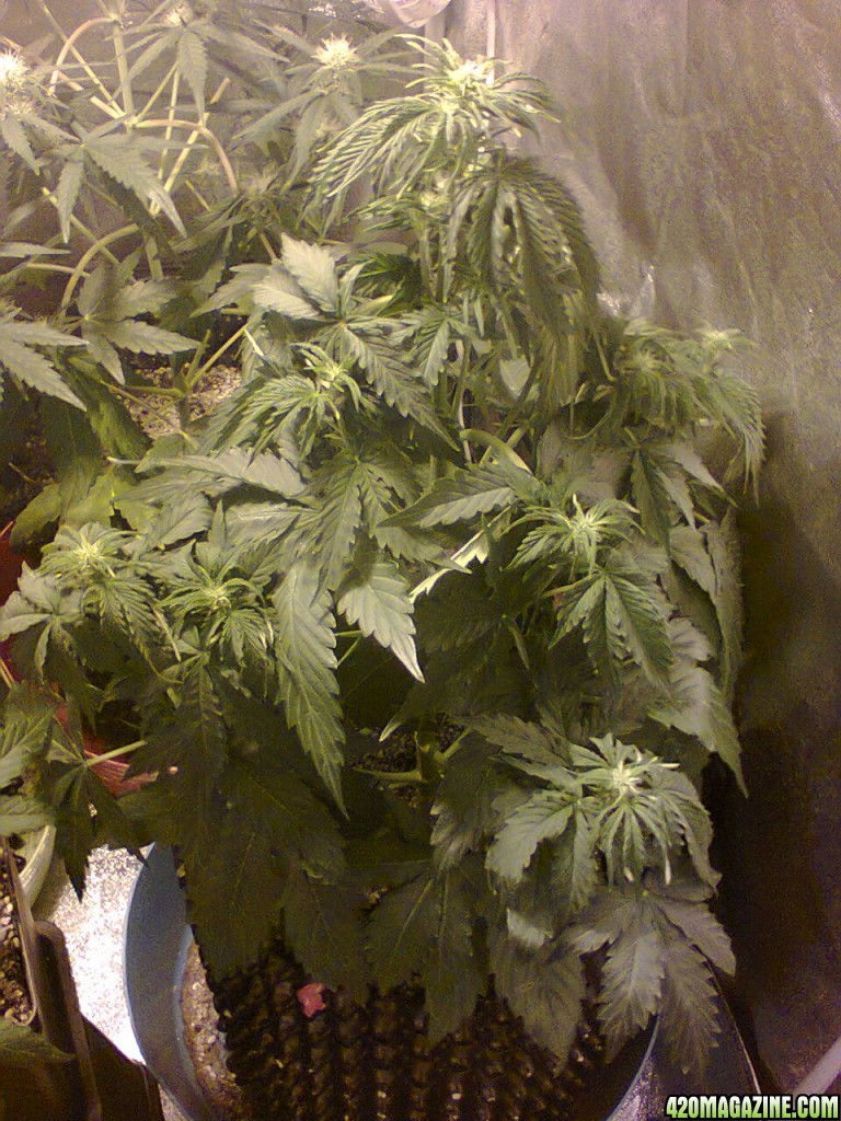 Auto_Sweet_Skunk_-_Day_39_-_28JUN2015