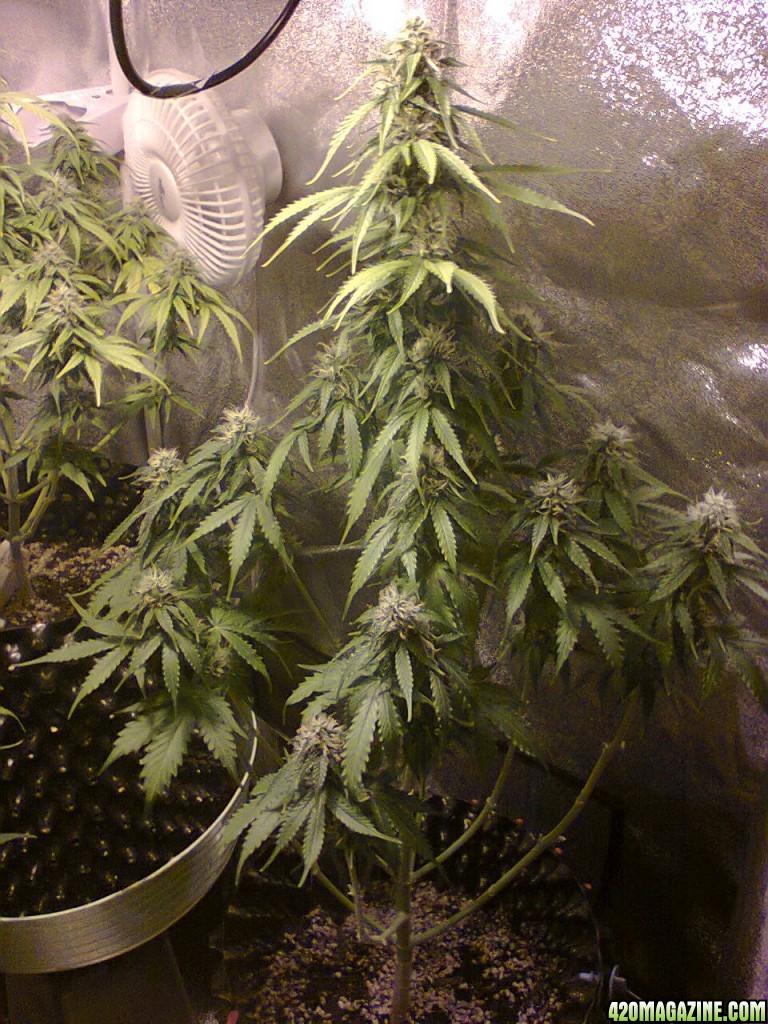 Auto_Sweet_Skunk_-_Day_63_-_22JUL2015