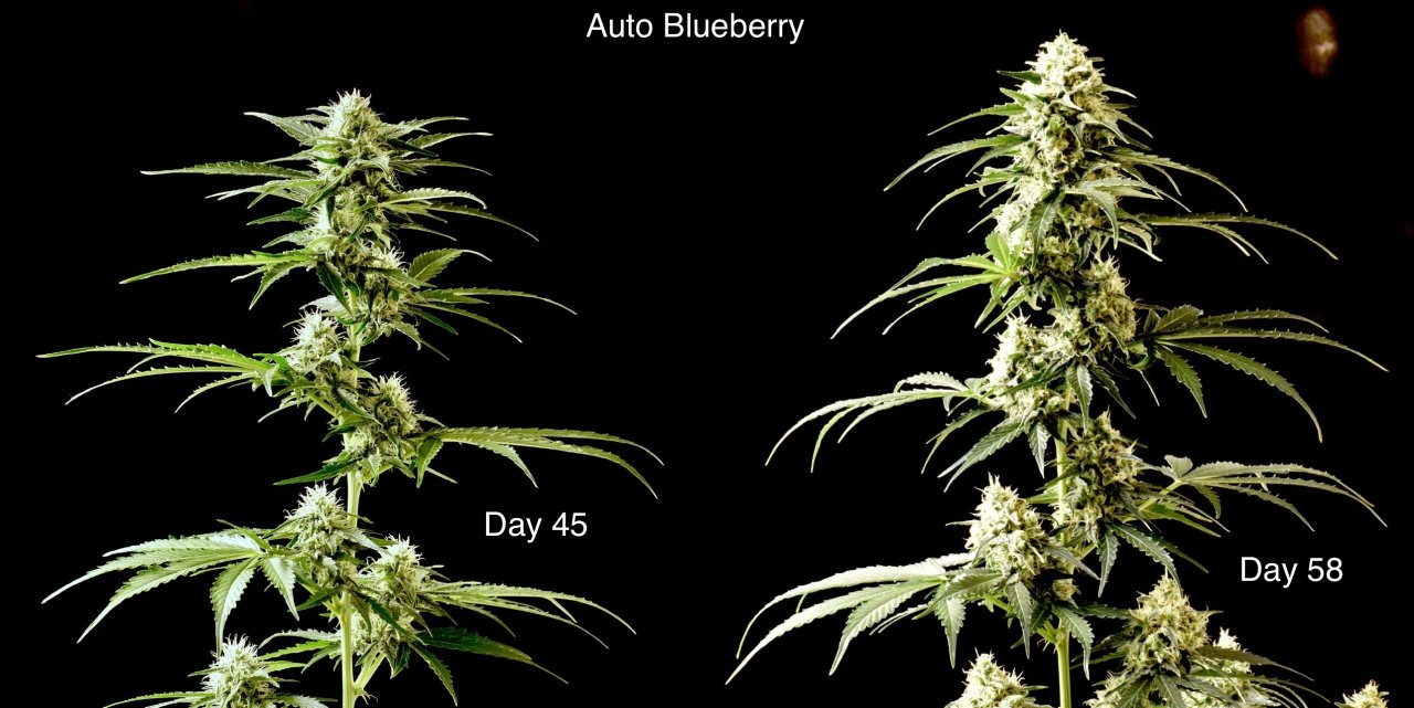 AutoBlueberry-2weeks.jpeg