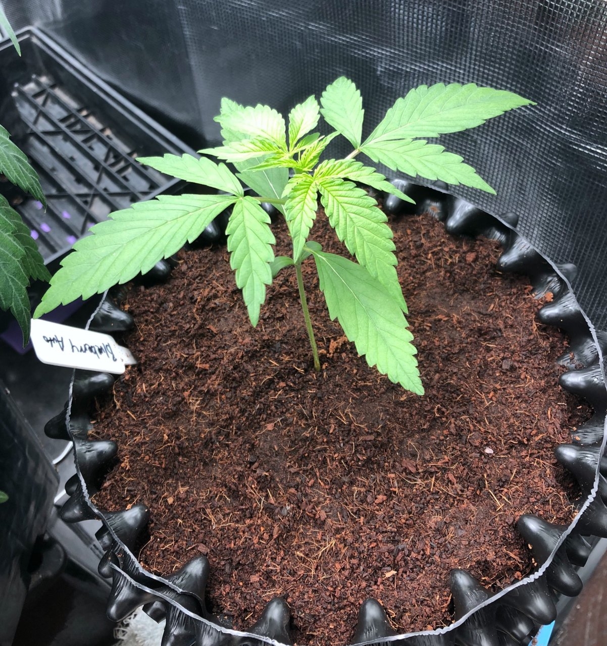 AutoBlueberry-day15.jpeg