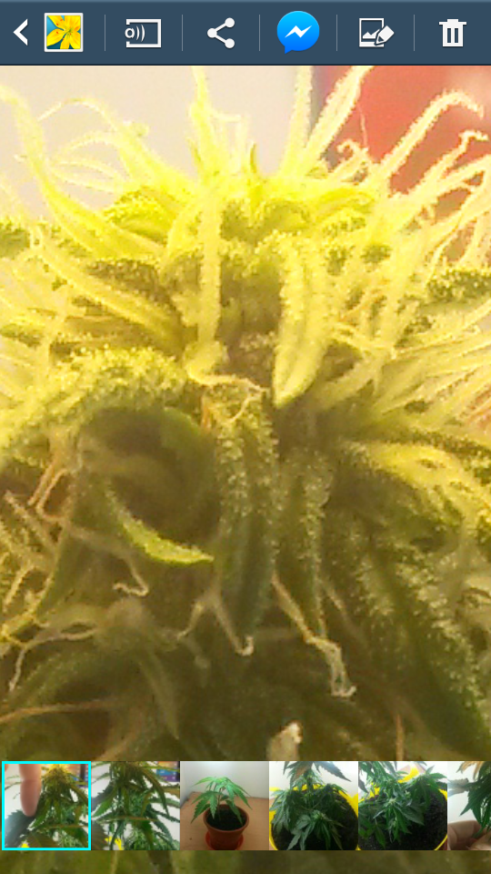 autobomb greenhouseseeds co