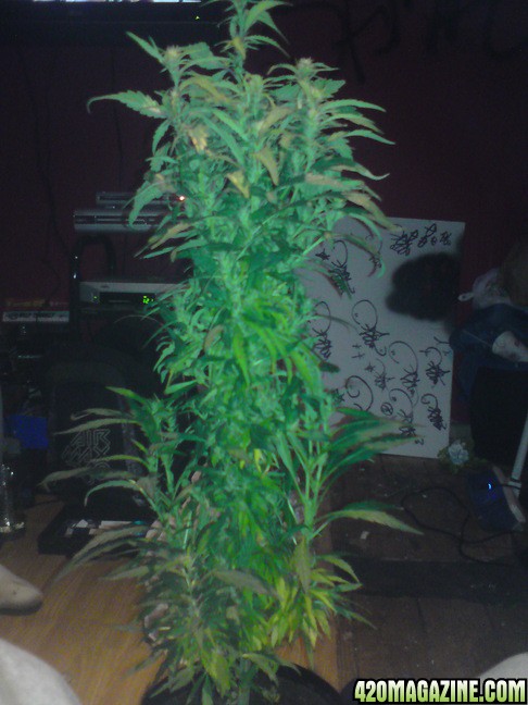 autoflower bush