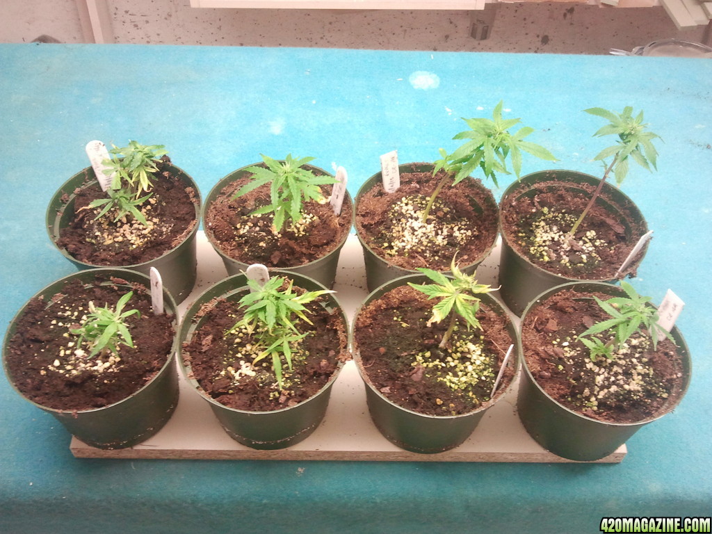 Autoflower Clones At 3 Weeks | 420 Magazine