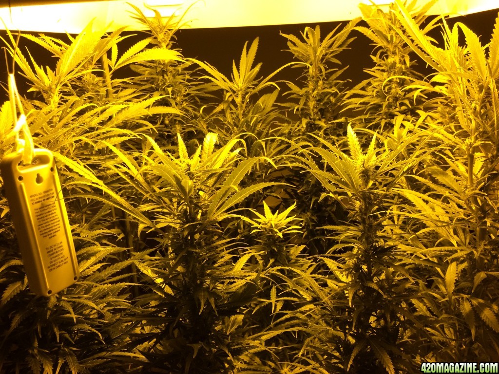 Autoflower Gro 2014